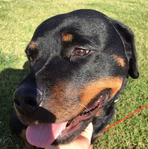 Meet your Posher, Luna